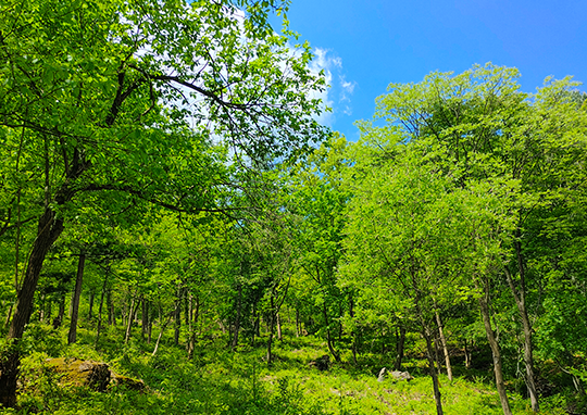 국립수목원 예약