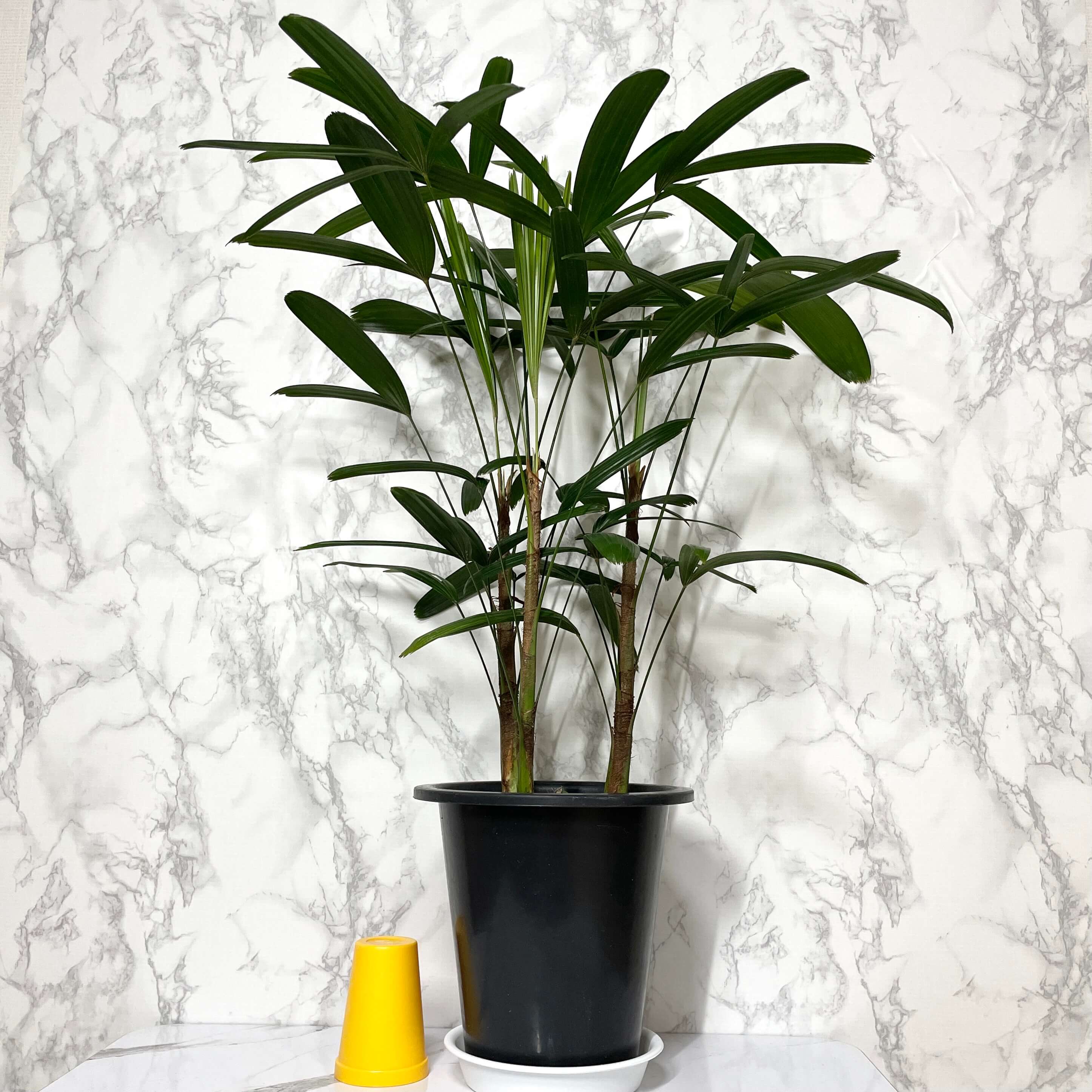 관음죽 키우는법