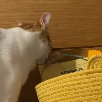 고양이 신경안정 약 영양제 음악_10