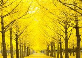 노란 은행나무길 명소