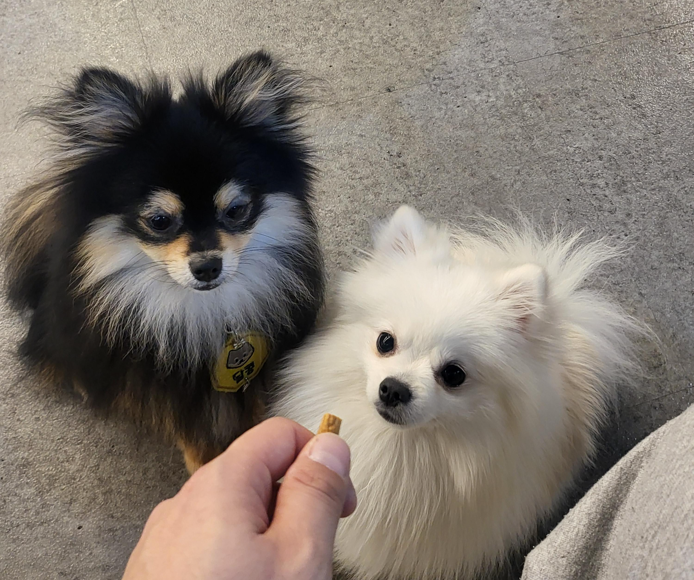 간식에 집중하는 하콩&달콩