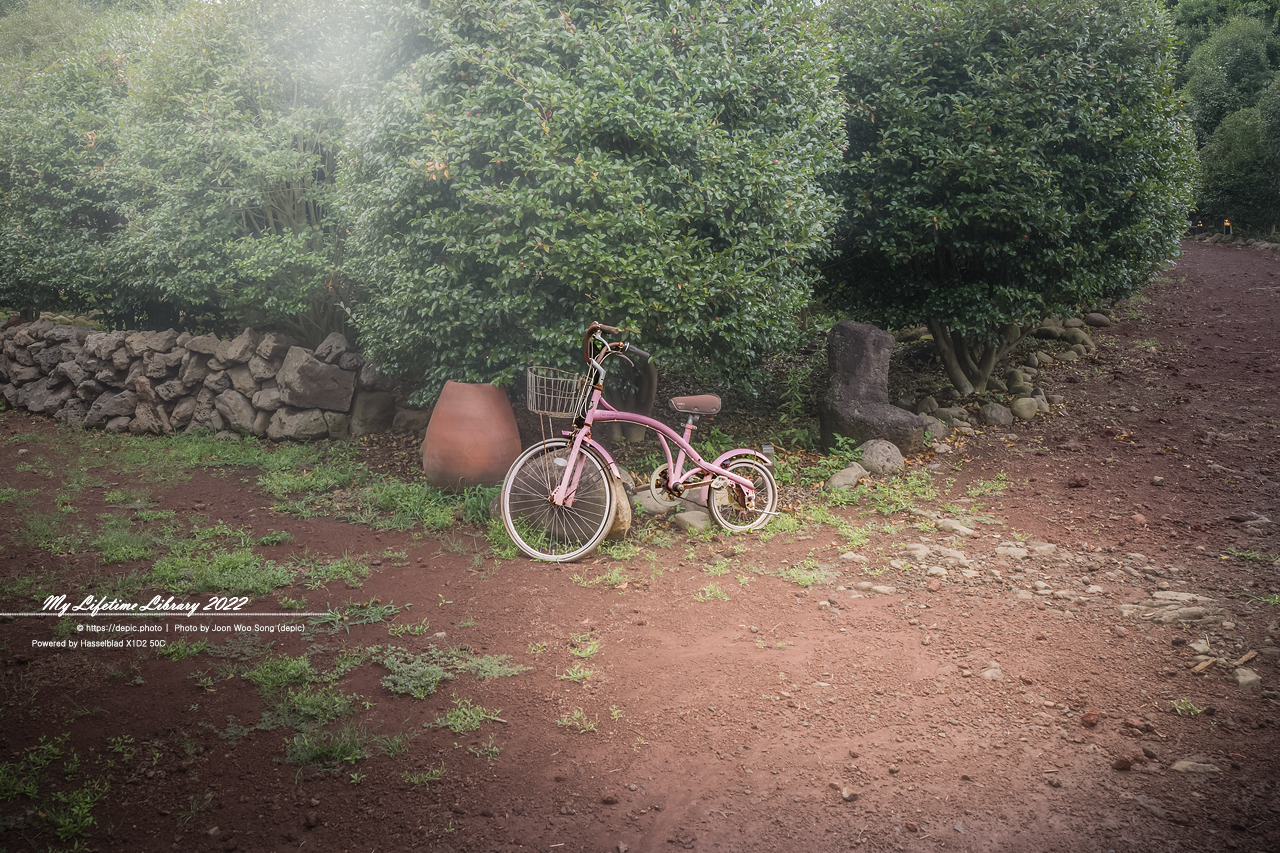 #제주 #파더스가든 #억새 #수국 #목마 #자전거 #2022제주여행