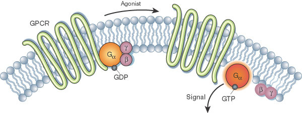 G-protein