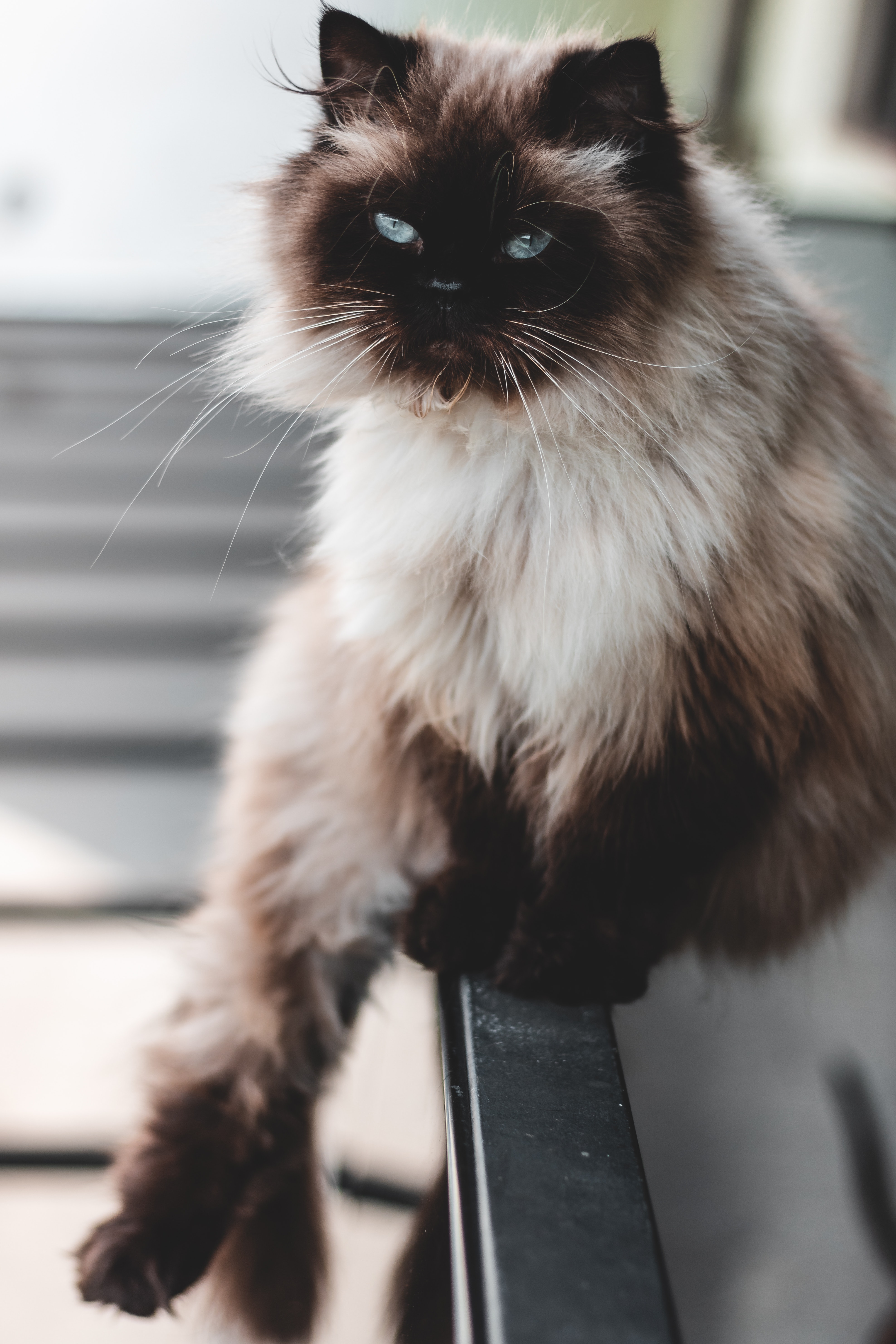 샴고양이