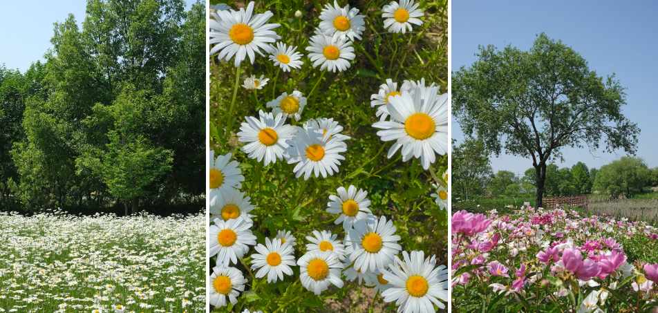 탑정호 수변생태공원 데이지꽃밭과 작약꽃밭 사진