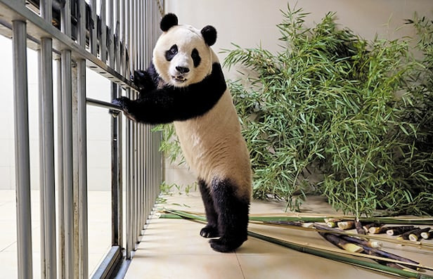 중국 우룽 자이언트 판다 센터 전경