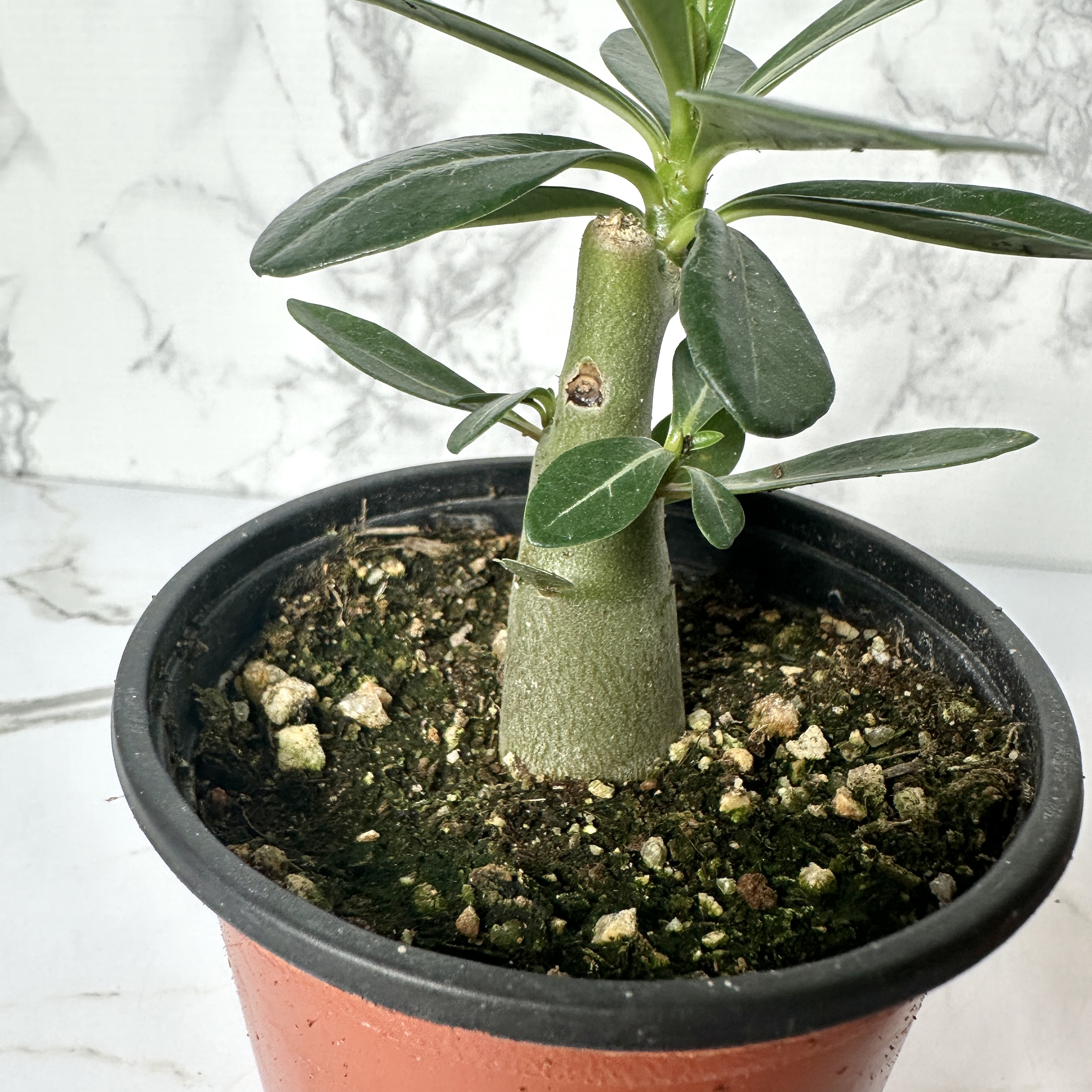 사막의장미 석화 키우기&amp;#44; 물주기&amp;#44; 인테리어식물