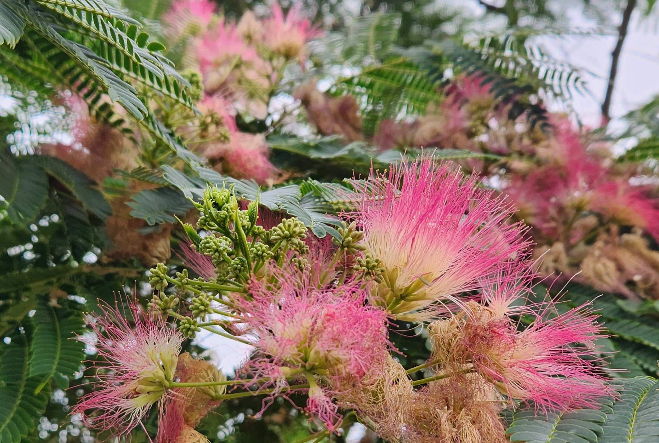 분홍빛 자귀나무꽃과 새순이 함께 있는 사진