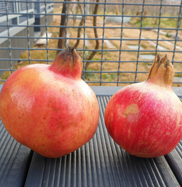 고흥석류피칸농장