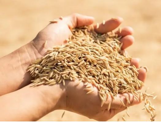 카무트효소-효능