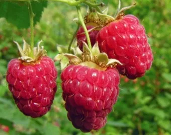 라즈베리 재배 지주 설치 가지 전정 순 지르기_4