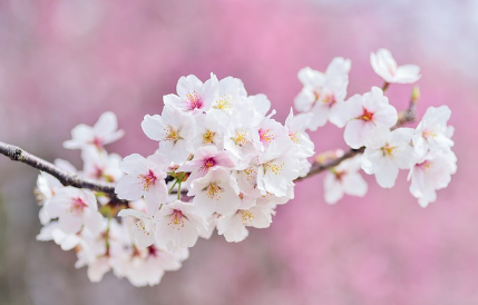 2025년 벚꽃축제 취소 및 축소운영 지역