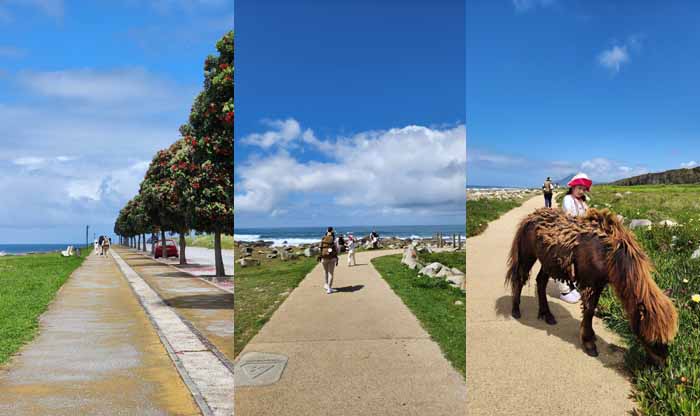 까미노 포르투게스 순례길, 앙고라에서 까미냐로 가는 해안길. 해안길의 당나귀와 정겨운 아미