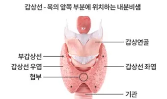 갑상선 기능 저하증 증상 6가지는 무엇인지 알아보기_6
