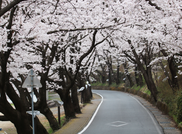 하동 벚꽃 개화상황