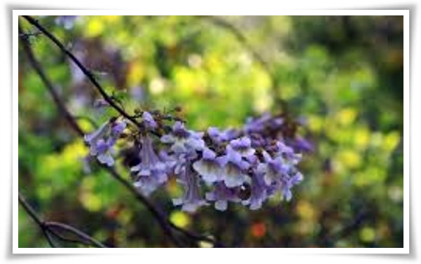 화초 &quot;5월 오동나무 꽃&quot; 봉황이 깃든 신비롭고 화려한 보랏빛 유혹!