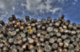 유성 행사 : 나무야 놀자 목재 체험행사