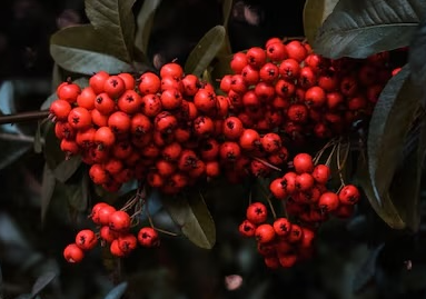 마가목 열매 효능