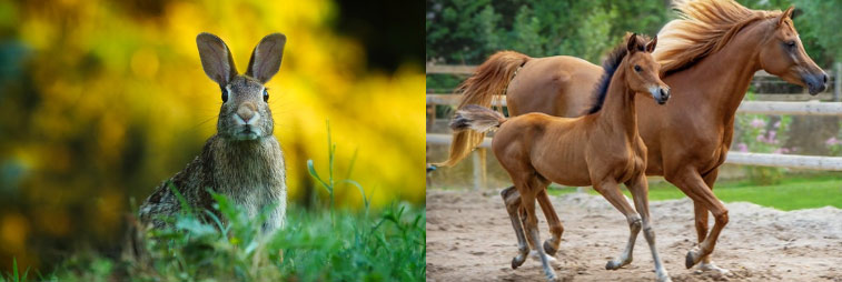 자축인묘진사오미신유술해 순서 12간지 동물 계절 의미