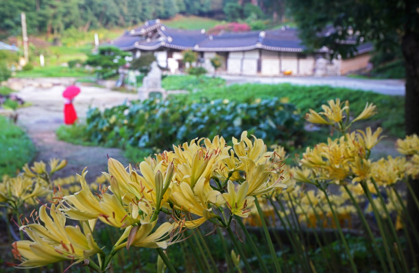 서산 유기방가옥 상사화 출처-홈페이지