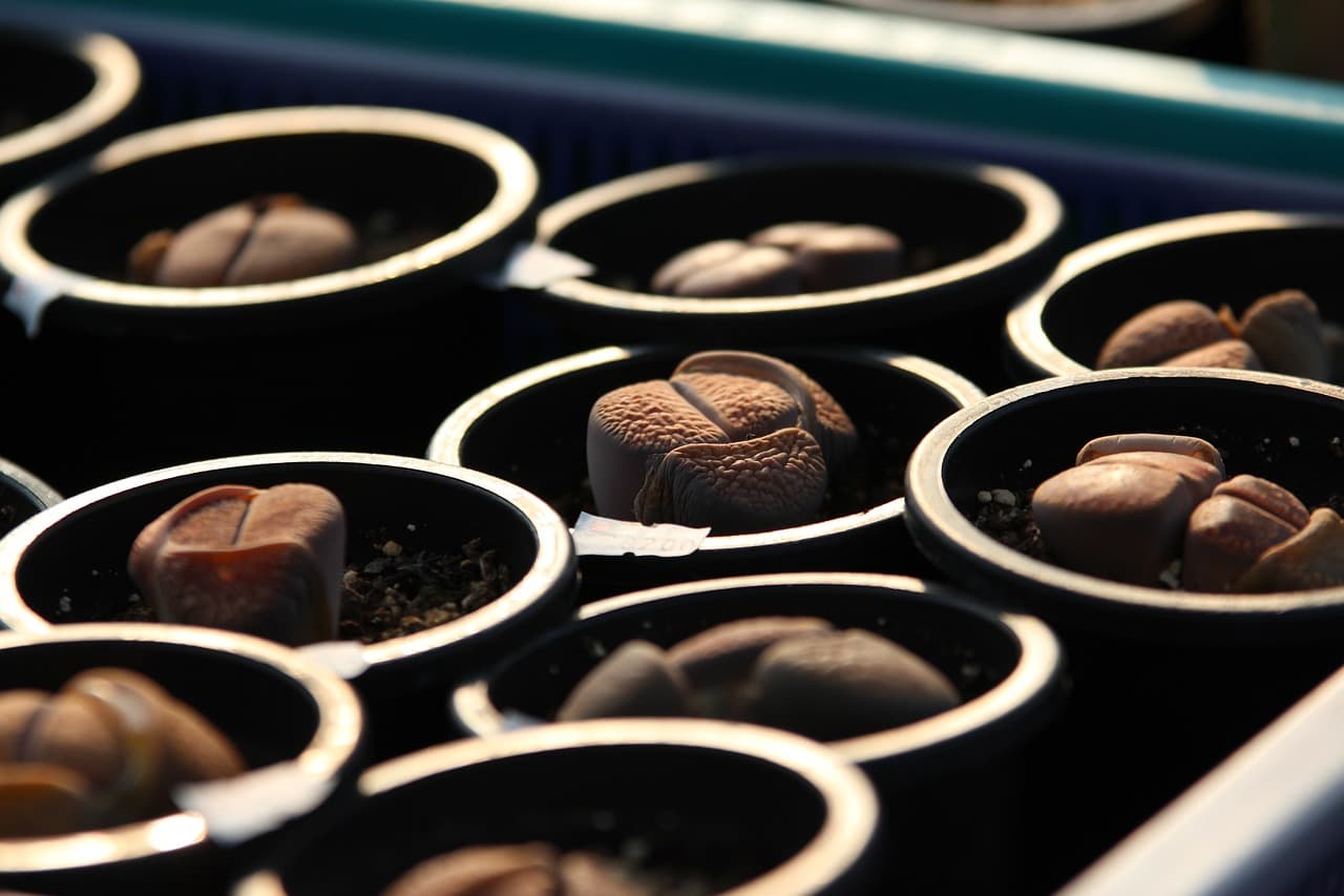 리톱스(Lithops): 살아있는 돌을 건강하게 키우는 팁