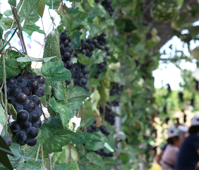2024년 화성 송산 포도축제 일정