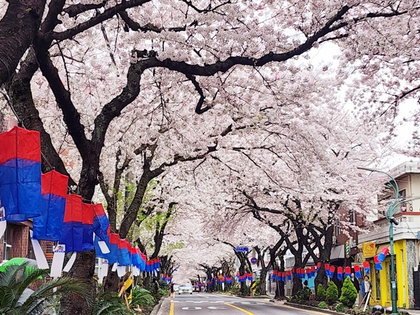 제주시 벚곷 축제 사진