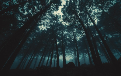 산림기능사 자격증 취득 방법 시험 일정 연봉 