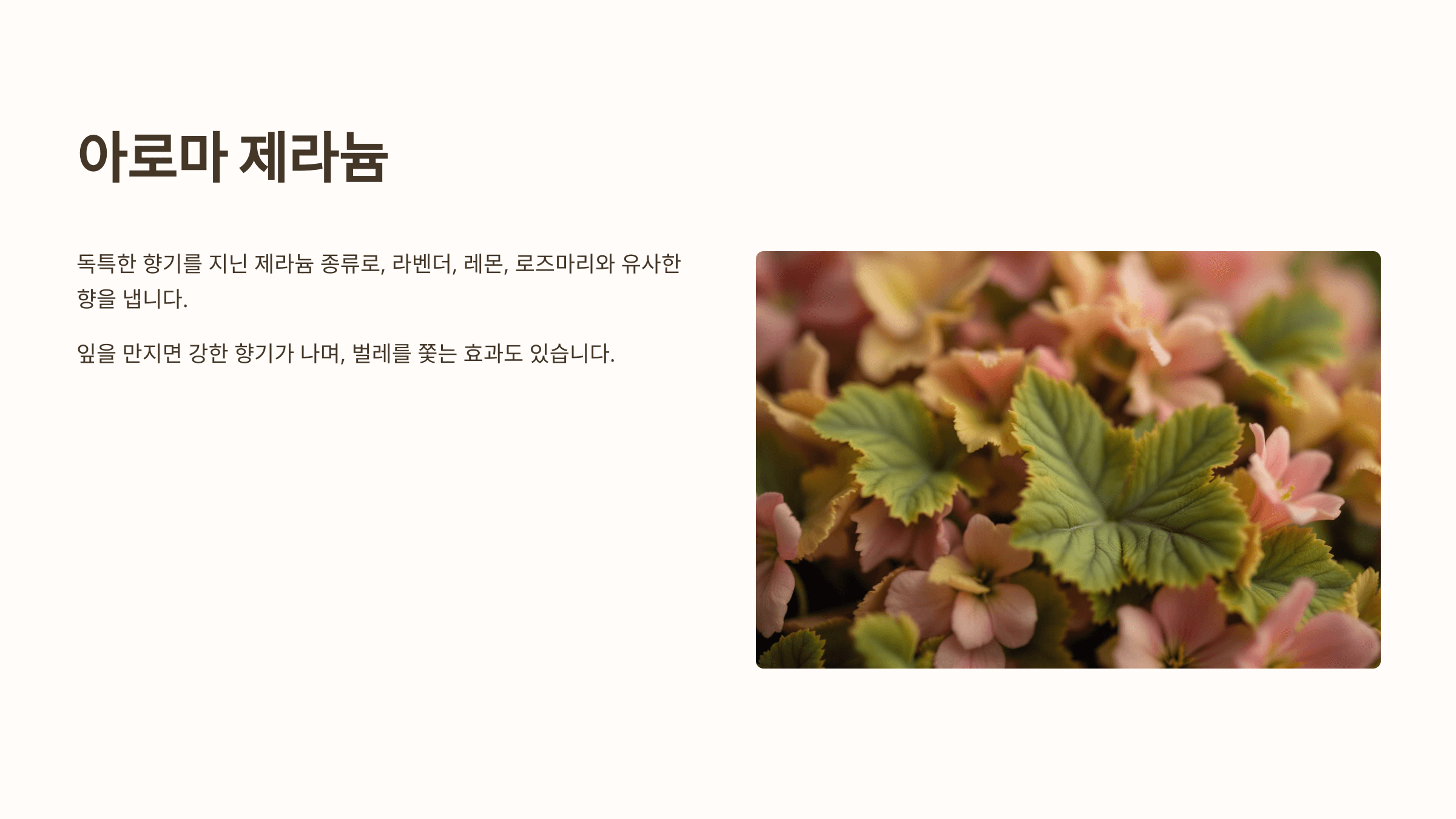 제라늄과 관련된 사진입니다.