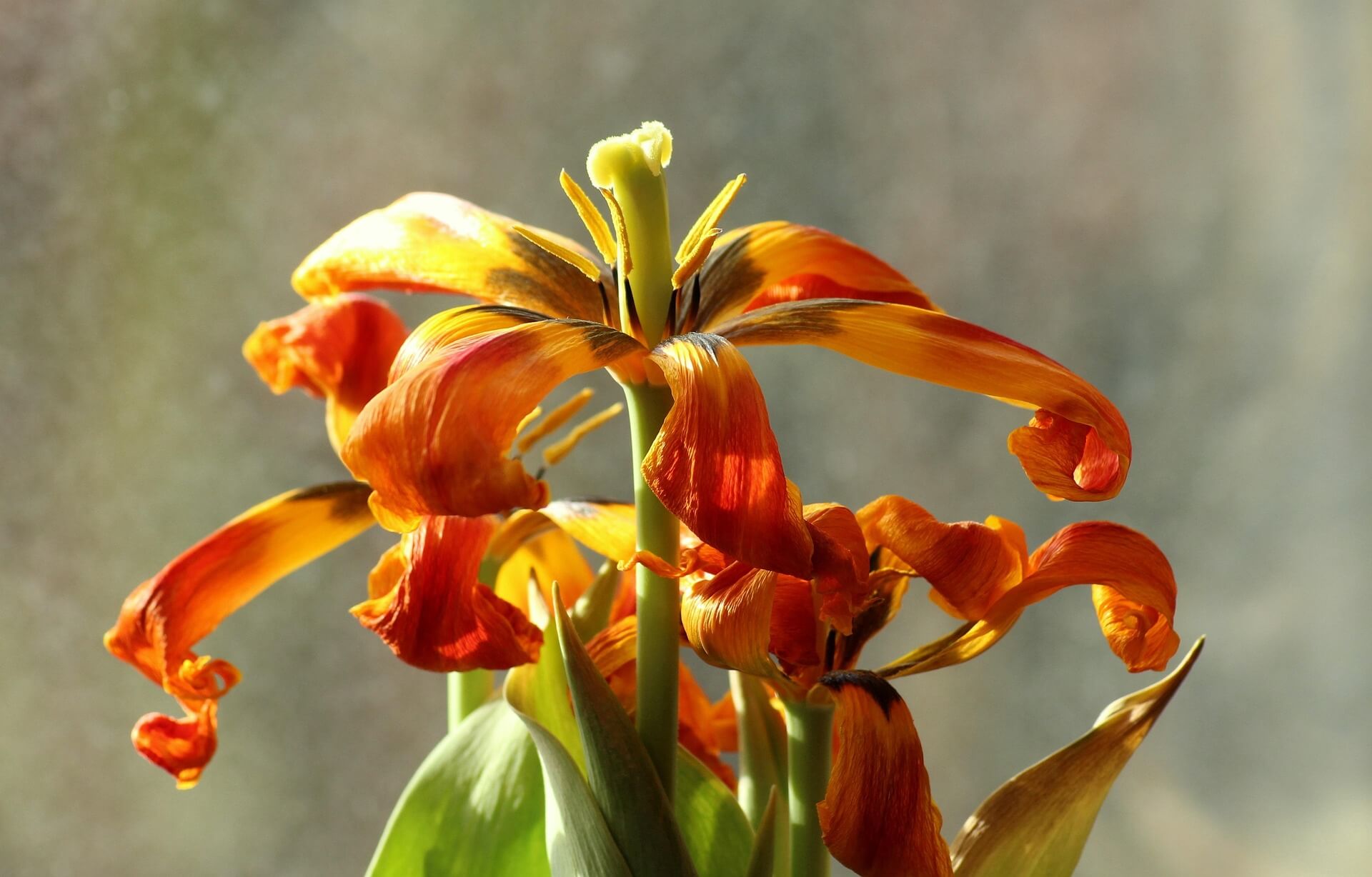 중년 여성의 피로와 무기력, 갱년기 체력 저하의 모든 원인