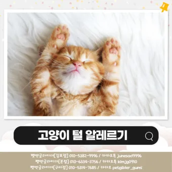 고양이 털 알레르기 완화 방법과 생활 관리 팁_3
