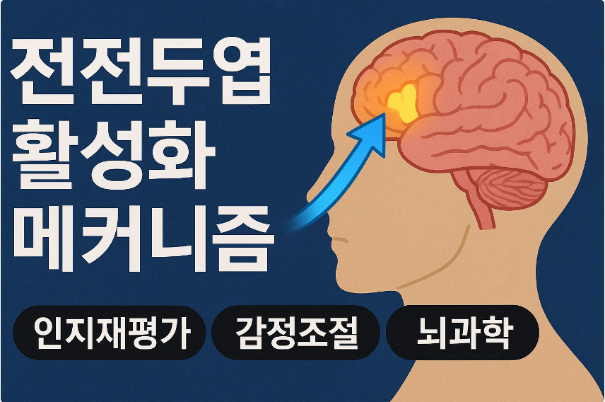 전전두엽 활성화 메커니즘 (인지적재평가, 감정조절, 뇌과학)