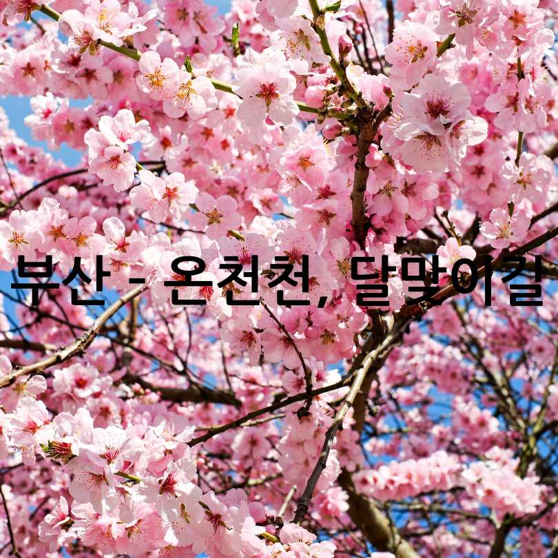 2025년 벚꽃 개화 시기 및 전국 명소