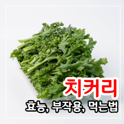 치커리 효능 13가지와 부작용 및 먹는 법