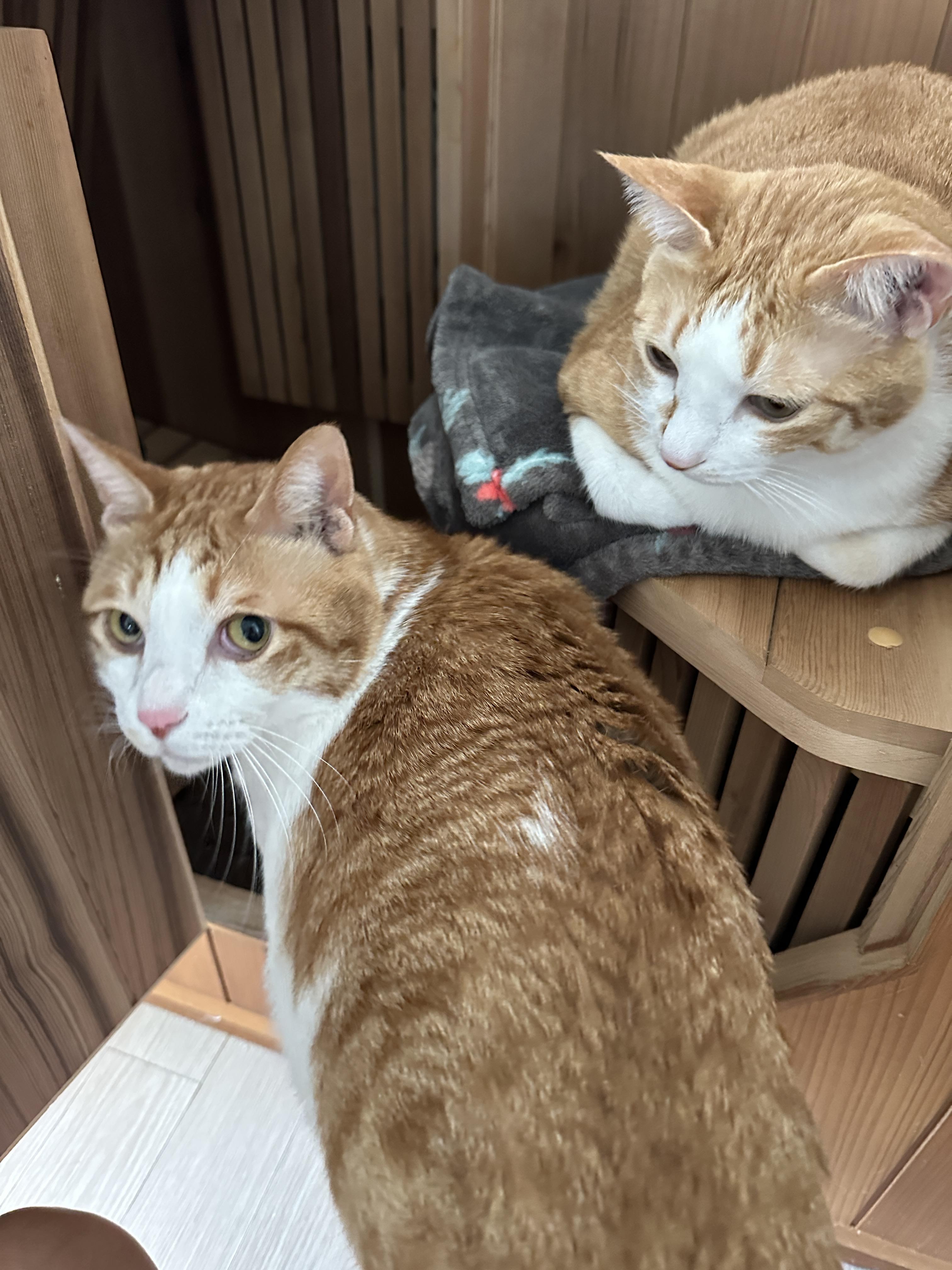 소심한 막둥이가 엄마를 지키는 방법 (feat.긴장해서 코까지 빨개진 막둥이)