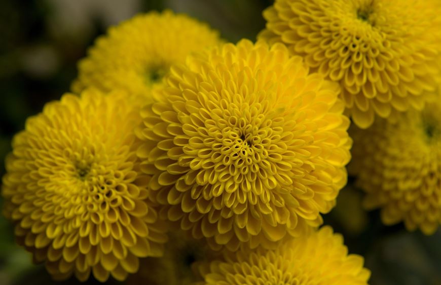 익산 천만송이 국화축제