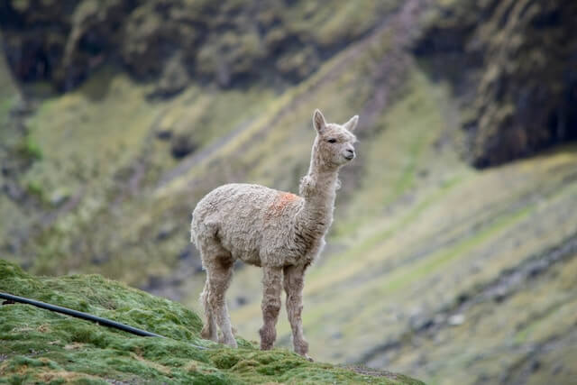 산지에 있는 알파카