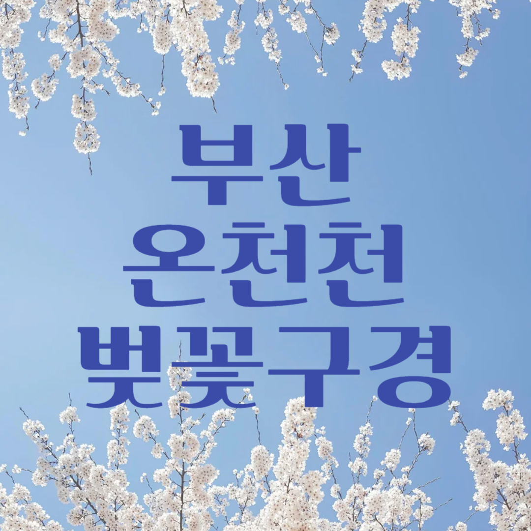 부산 온천천 벚꽃축제