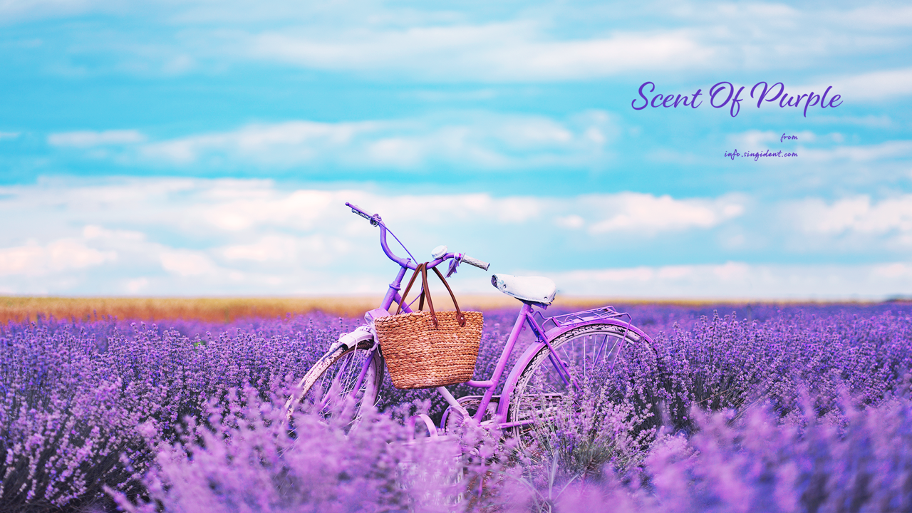 02 보라색 자전거 C - Scent Of Purple 보라색배경화면