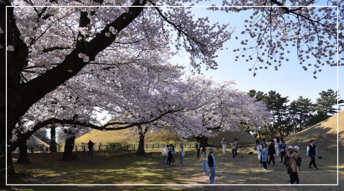 벚꽃 명소 사진