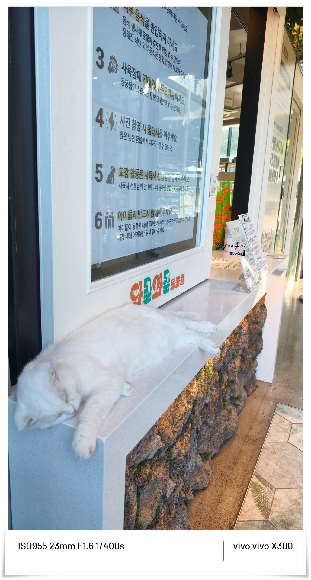 울산 와글와글 동물원 매표소 앞에서 자고 있는 고양이