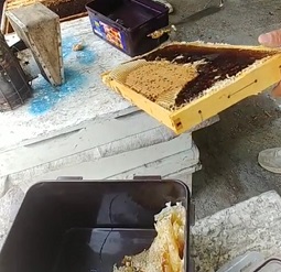 벌꿀