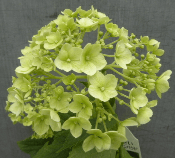 미국수국 개화시기 꽃말 물주기 키우는법 알아보기