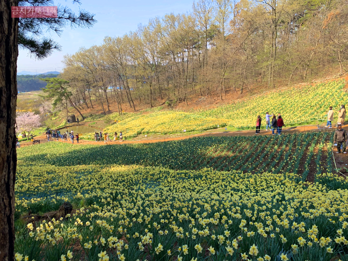 수선화동산