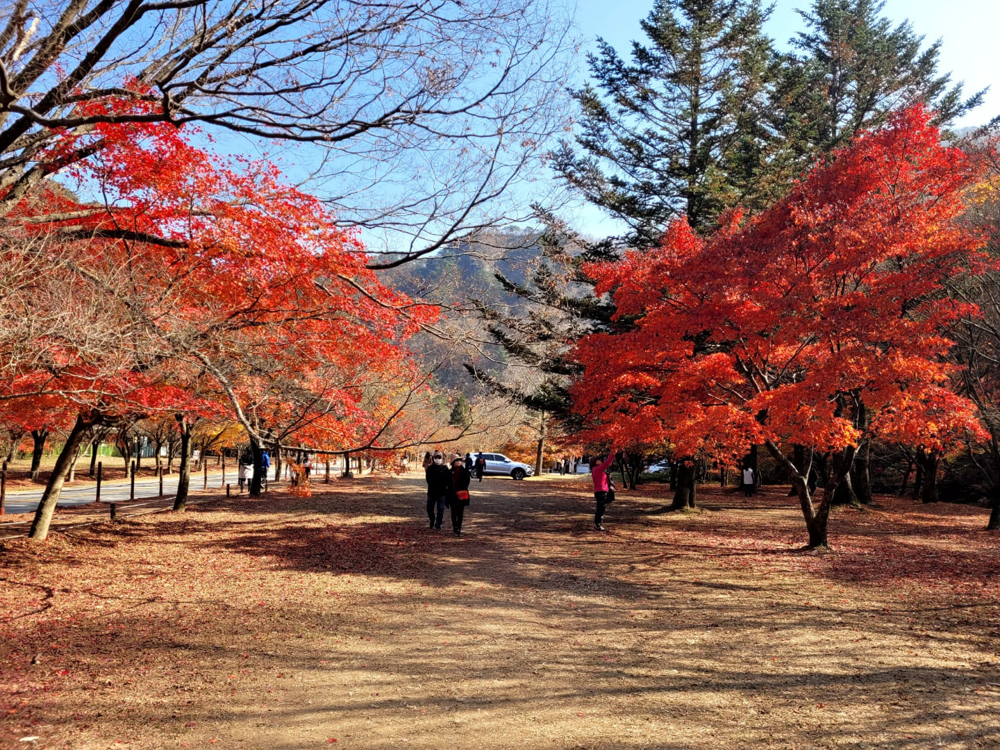 내장산 단풍