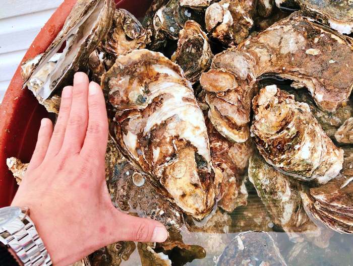 생방송오늘저녁 섬진강 하동 벚굴 구이 강굴 벚굴찜 벚굴전 벚굴죽 재첩국 재첩회무침 맛집 추천