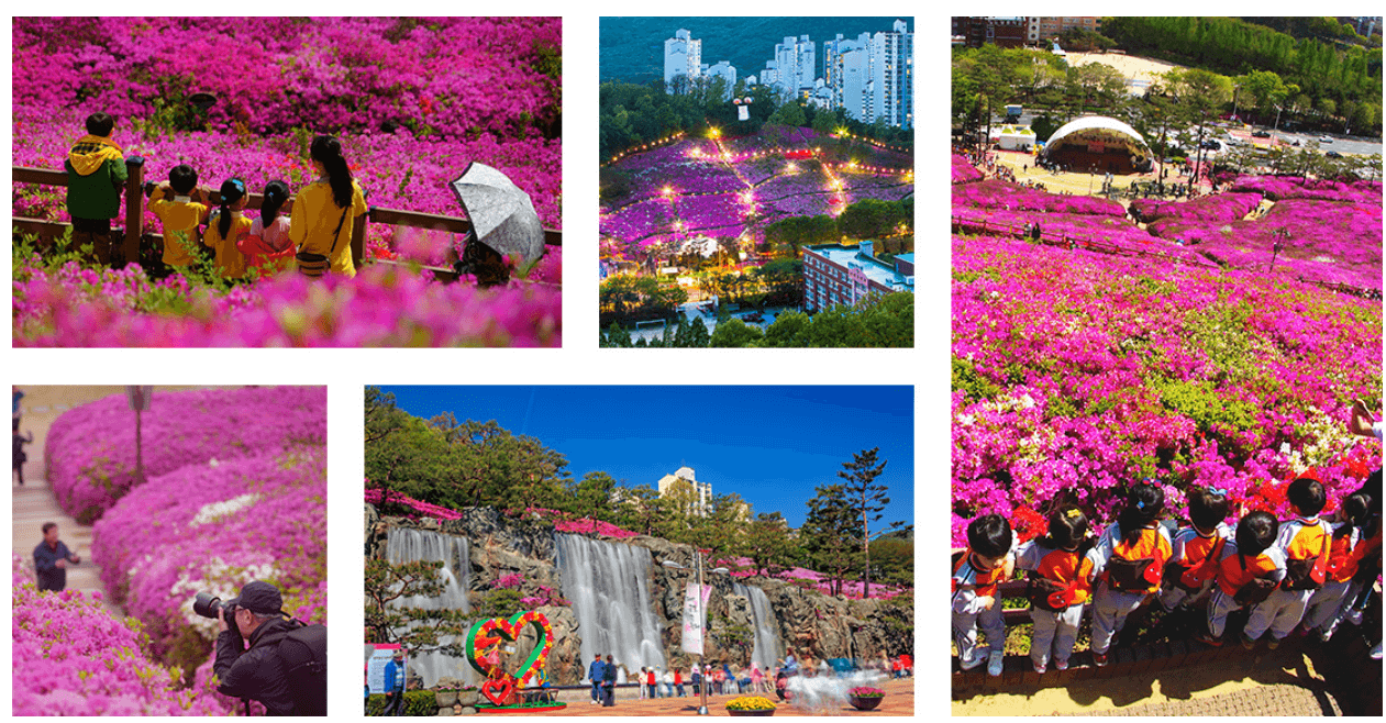전국 봄꽃 축제