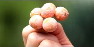 은행 열매 주는꿈