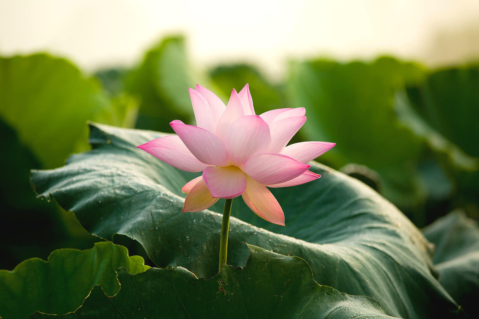 시흥 관곡지 연꽃테마파크 연꽃1