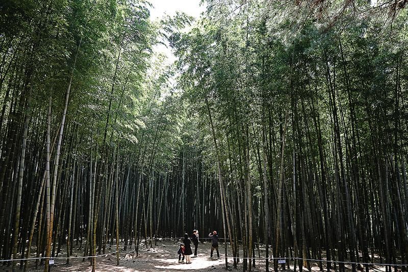아홉산숲
